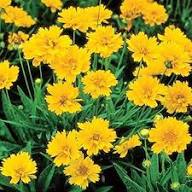 Yellow Coreopsis Lanceolata Flower Seeds – Heirloom, Non-GMO, High Germination Organic Garden Seeds