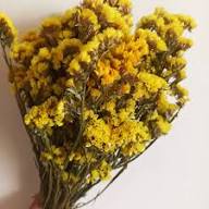 Yellow Sinuata Flower Seeds Heirloom Non-GMO High Germination Organic Garden Seeds for Planting