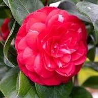 Red Camellia Japonica Flower Seeds Heirloom Non-GMO High Germination Organic Garden Seeds for Planting