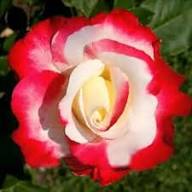 Pink White Rose Flower Seeds for Planting – Heirloom Non-GMO High Germination Organic Garden Seeds