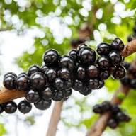 Plinia Jaboticaba Paulista Fruit Seeds for Planting Heirloom Non-GMO High Germination Organic Garden Seeds