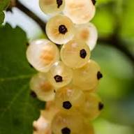 White Currant Seeds White – Heirloom, Non-GMO, High Germination Organic Garden Seeds for Planting