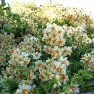 White Pereskia Aculeata Flower Seeds – Heirloom Non-GMO High Germination Organic Garden Seeds