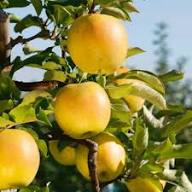 Apple Seeds Yellow Heirloom Non-GMO High Germination Organic Garden Seeds for Planting