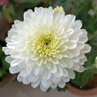 Giant Chrysanthemum Flower Seeds White — Heirloom Non-GMO High Germination Seeds