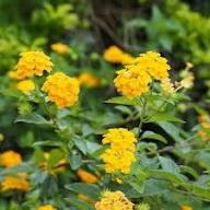 Lantana Flower Yellow Seeds – Heirloom Non-GMO High Germination Organic Seeds
