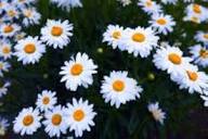 White Brachyscome Iberidifolia Flower Seeds – Heirloom, Non-GMO, High Germination Organic Garden Seeds for Planting