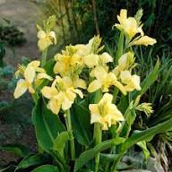 Yellow New Fresh Canna Flower Seeds – Heirloom, Non-GMO, High Germination Organic Seeds