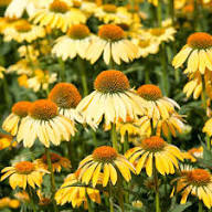 Turquoise Coneflower Seeds for Planting – Heirloom, Non-GMO, High Germination