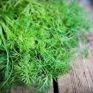 Grüne Dillpflanzensamen, alte Sorte, gentechnikfrei, hohe Keimrate, Bio-Gartensamen zum Pflanzen