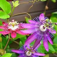 Pink Passion Flower Seeds – Heirloom, Non-GMO, High Germination Organic Garden Seeds for Planting