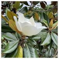 White Mangolia Flower Seeds for Planting Heirloom Non-GMO High Germination Organic Garden Seeds