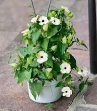 White Climbing Thunbergia Flower Seeds Heirloom Non-GMO High Germination Organic Garden Seeds for Planting