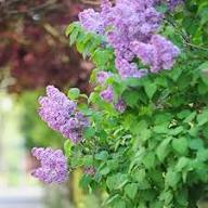Purple Common Lilac Flower Seeds for Planting Heirloom Non-GMO High Germination Organic Garden Seeds