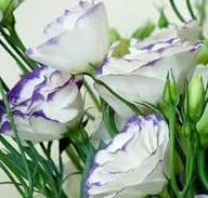 Purple White Lisianthus Red Flower Seeds for Planting Heirloom Non-GMO High Germination Organic Garden Seeds