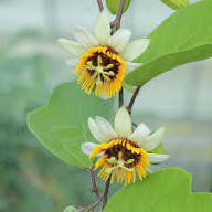 Yellow Passiflora Flower Seeds Heirloom Non-GMO High Germination Organic Seeds