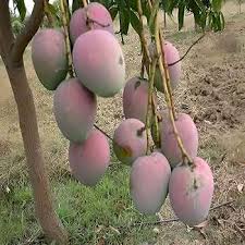 Pink Mango Fruit Seeds for Planting – Heirloom Non-GMO High Germination Organic Garden Seeds