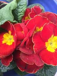 Red Polyanthus Flower Seeds – Heirloom, Non-GMO, High Germination Organic Garden Seeds for Planting