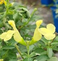 Yellow Sage Flower Seeds Heirloom Non-GMO High Germination Organic Garden Seeds for Planting