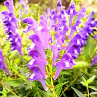 Scutellaria Baicalensis Flower Seeds for Planting – Heirloom, Non-GMO, High Germination Organic Garden Seeds