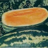 Tendersweet Orange Watermelon Fruit Seeds for Planting – Heirloom Non-GMO High Germination Organic Garden Seeds