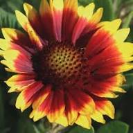 Orange Yellow Gaillardia Flower Seeds – Heirloom, Non-GMO, High Germination Seeds
