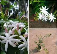 White Jasminum Flower Seeds for Planting Heirloom Non-GMO High Germination Organic Garden Seeds