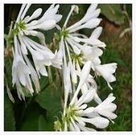 White Hosta Plantaginea Flower Seeds Heirloom Non-GMO High Germination Organic Garden Seeds for Planting