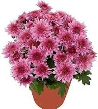 Semillas de flores de crisantemo rosado para sembrar – Semillas de polinización abierta, sin OMG, de alta germinación