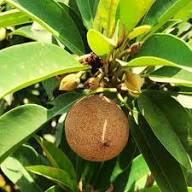 Brown Genipap Seeds Heirloom Non-GMO High Germination Organic Garden Seeds for Planting