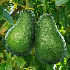 Wurtz (Littlecado) Avocado Seeds Fruit Seeds for Planting – Heirloom Non-GMO High Germination Organic Garden Seeds