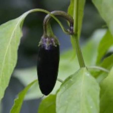 Purple Serrano Pepper Seeds for Planting – Heirloom Non-GMO Vegetable Garden Seeds