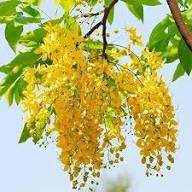 Yellow Laburnum Flower Seeds – Heirloom Non-GMO High Germination Organic Seeds
