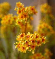 Yellow Chamelaucium Uncinatum Flower Seeds – Heirloom, Non-GMO, High Germination Organic Garden Seeds