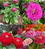 Zinnia Flower Seeds Mixed – Heirloom, Non-GMO, High Germination Organic Garden Seeds for Planting