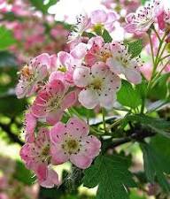 Hawthorn Flower Seeds Mixed for Planting – Heirloom, Non-GMO, High Germination Organic Garden Seeds