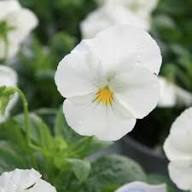 White Pansy Flower Seeds – Heirloom, Non-GMO, High Germination Organic Garden Seeds for Planting
