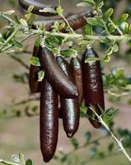 Black Finger Lime Seeds Heirloom Non-GMO High Germination Organic Garden Seeds for Planting