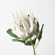Protea Blumensamen Weiß Erbstück Non-GMO Hohe Keimrate Bio-Garten Samen