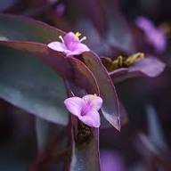 Lavendelfarbene Tradescantia Blumensamen – Alte Sorte, gentechnikfrei, hohe Keimfähigkeit, Bio-Samen
