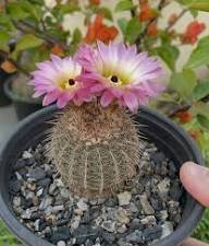 Light Pink Echinopsis Flower Seeds – Heirloom, Non-GMO, High Germination Seeds