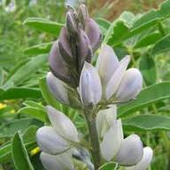 White Lupinus Flower Seeds for Planting Heirloom Non-GMO High Germination Organic Garden Seeds