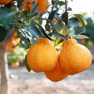 Orangene Ugli-Samen zum Pflanzen – Alte Sorten, gentechnikfrei, hohe Keimrate, Bio-Gartensamen