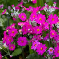 Semillas de flores de Prímula malacoide rosa – Orgánicas, reliquia, sin OMG, de alta germinación para sembrar en el jardín