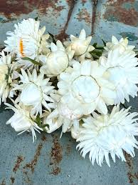 White Strawflower Seeds – Heirloom, Non-GMO, High Germination Organic Garden Seeds