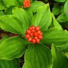 Bunchberry Fruit Seeds for Planting – Heirloom Non-GMO Seeds, High Germination Organic Garden Seeds