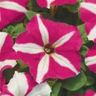 Semillas de flores de petunia rosa y amarilla – Semillas de jardín orgánicas, reliquia, sin OMG, de alta germinación