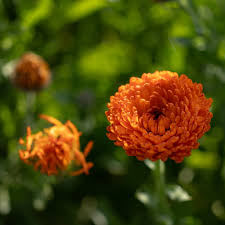 Neon Mix Calendula Flower Seeds for Planting | Heirloom Garden Seeds