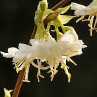 Weiße Lonicera Fragrantissima Blumensamen, alte Sorte, gentechnikfrei, hohe Keimrate, Bio-Gartensamen zum Pflanzen