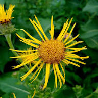 Yellow Elecampane Flower Seeds – Heirloom Non-GMO High Germination Organic Seeds